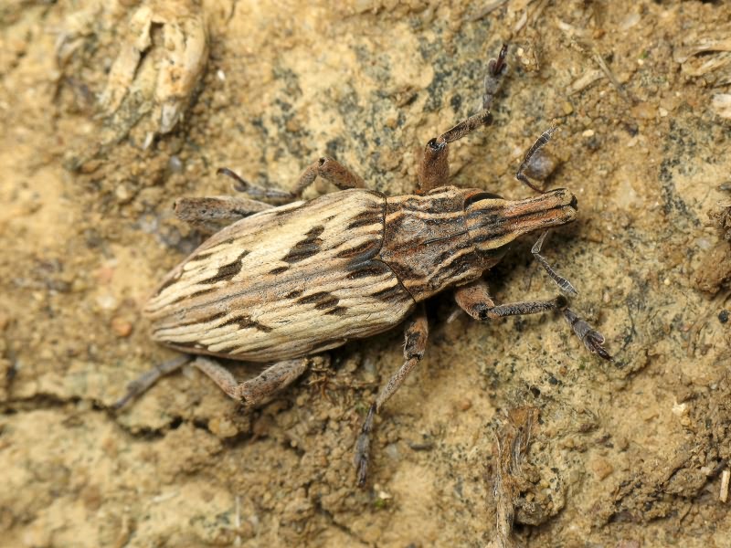 Coniocleonus nigrosuturatus (Goeze, 1777)